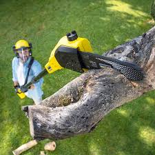 How Our Tree Care Process Works  in  New Holstein, WI